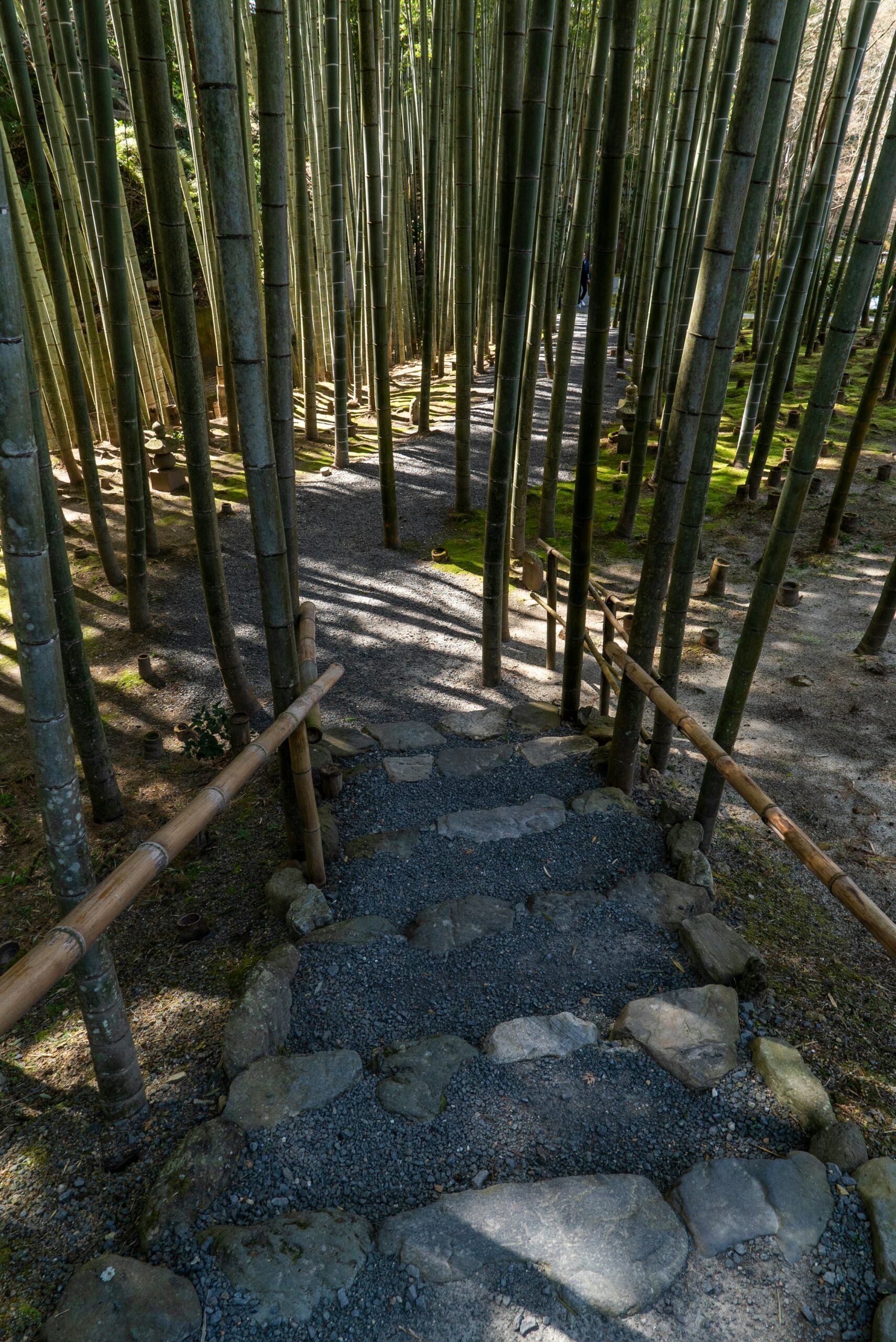 Arashiyama bamboo forest with golden sunlight filtering through towering bamboo stalks creating dramatic natural lighting perfect for photography in Kyoto Japan