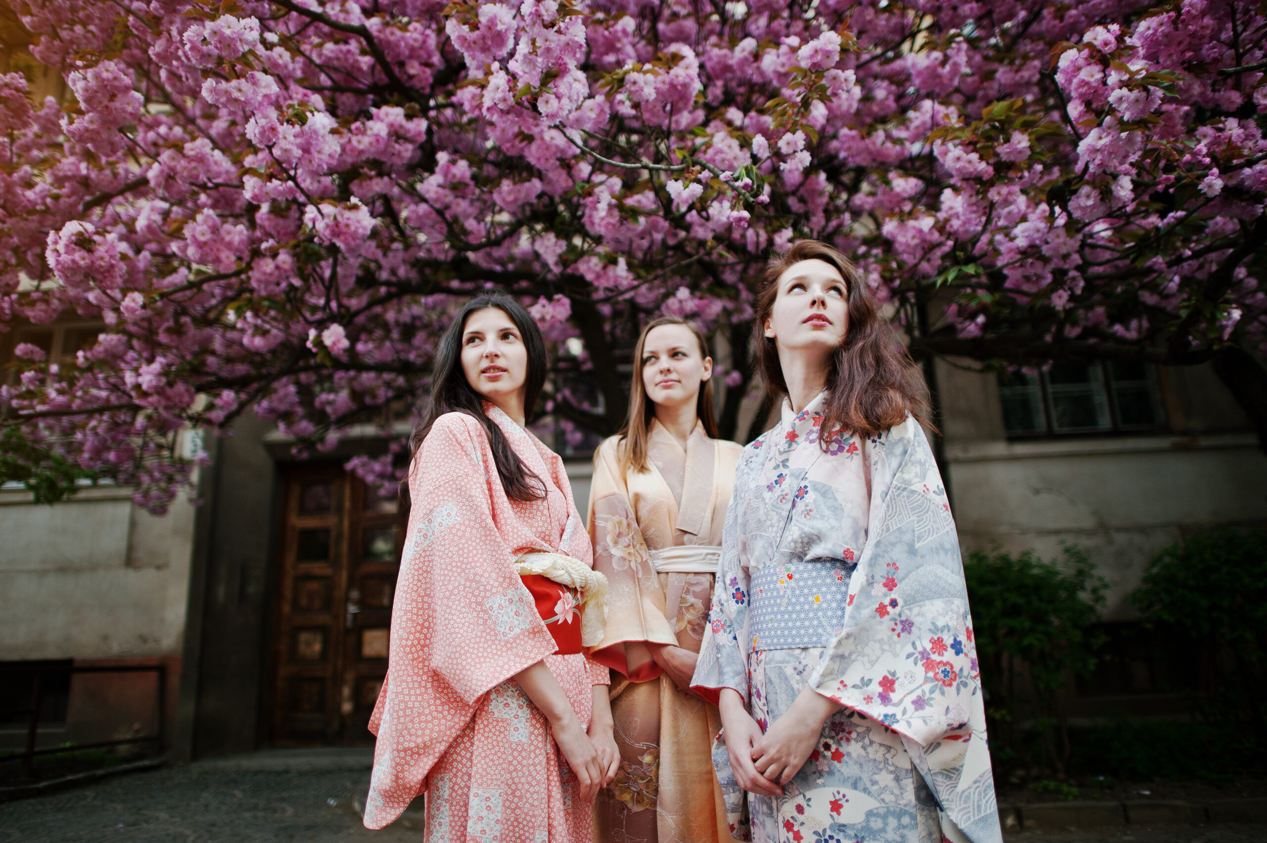 People enjoying hanami (cherry blossom viewing) picnics under blooming sakura trees