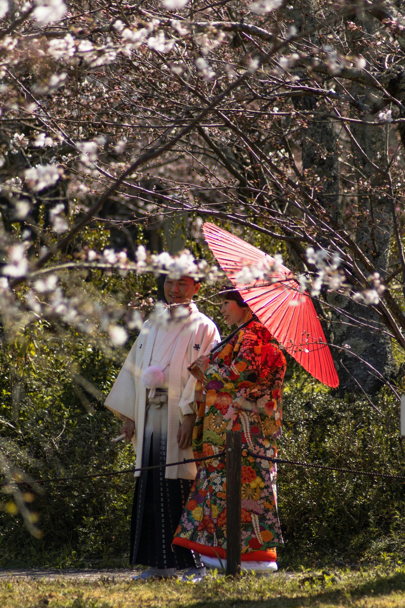 Woman in traditional kimono walking through famous Arashiyama bamboo forest in Kyoto creating dramatic natural lighting and mysterious atmosphere