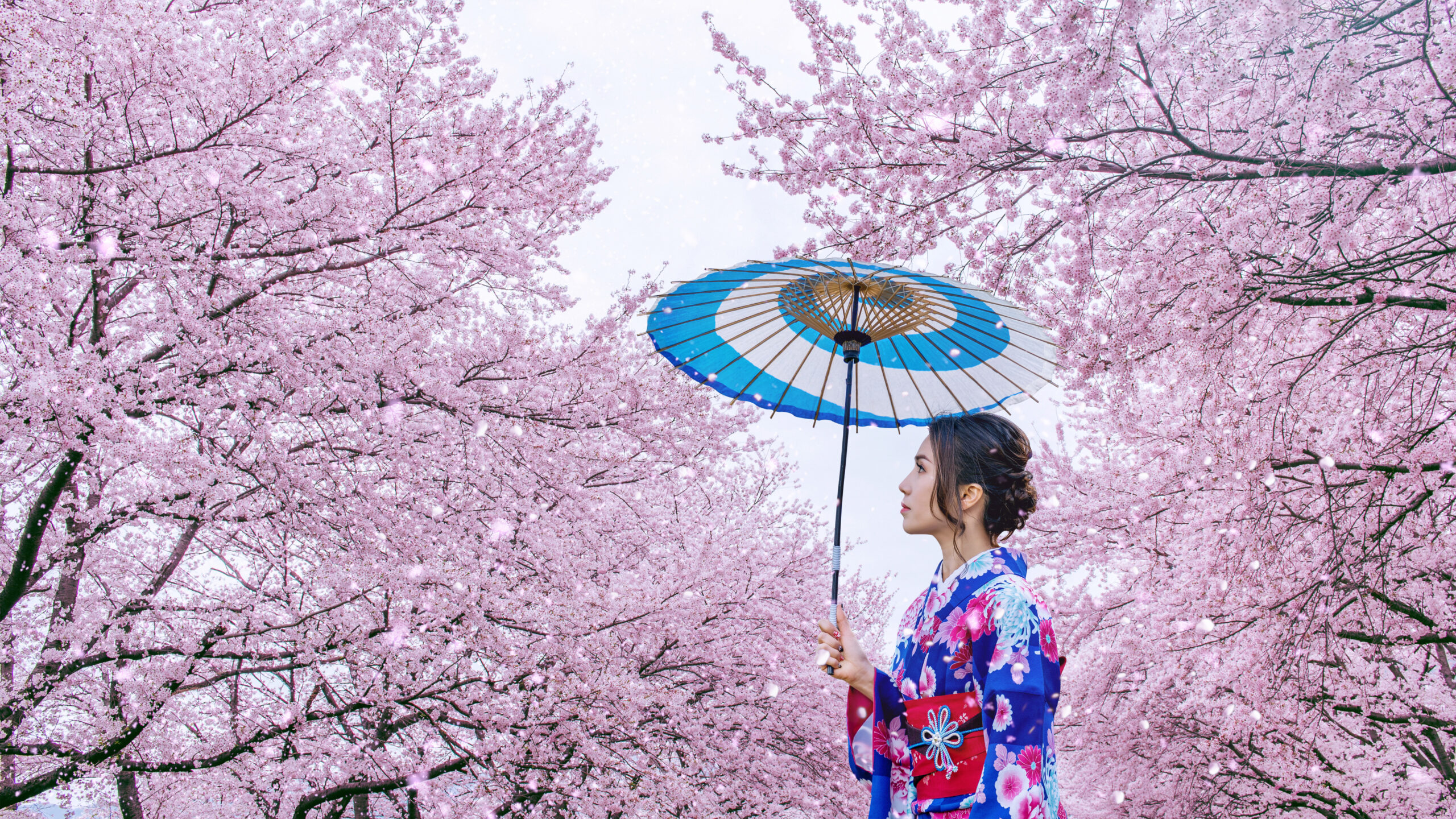 Woman in vibrant blue kimono with floral patterns holding traditional blue and white paper umbrella surrounded by full cherry blossom trees in peak bloom, ideal spring kimono photography
