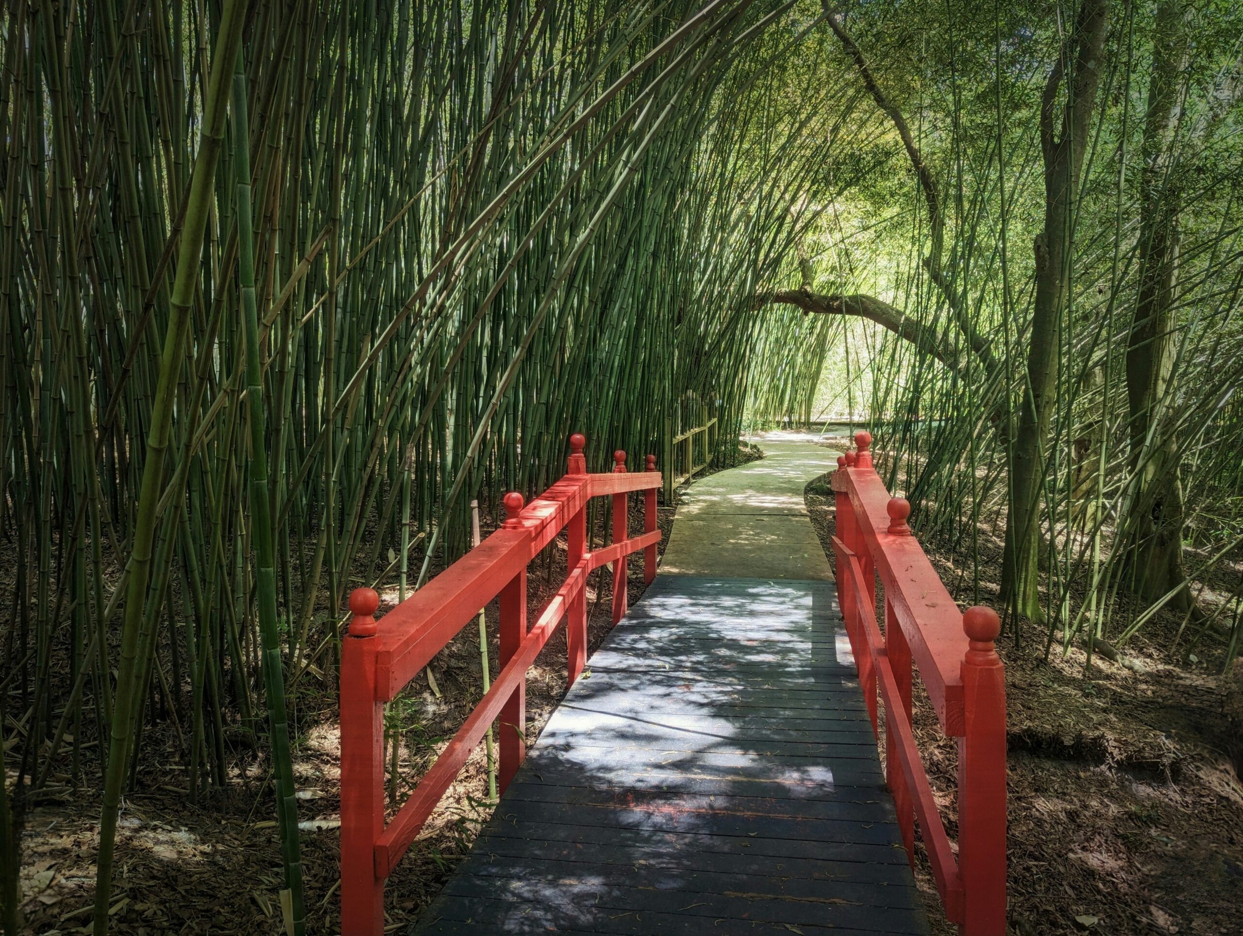 Puente tradicional de madera roja a través de un bosque de bambú en Kioto, marco natural perfecto para composiciones fotográficas con kimono.