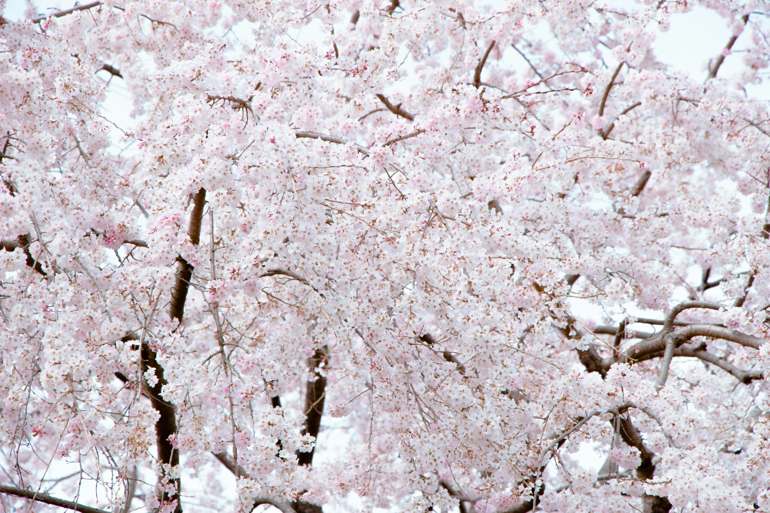 Full bloom cherry blossom tree with dense pink flowers, representing the iconic spring sakura season perfect for kimono photography