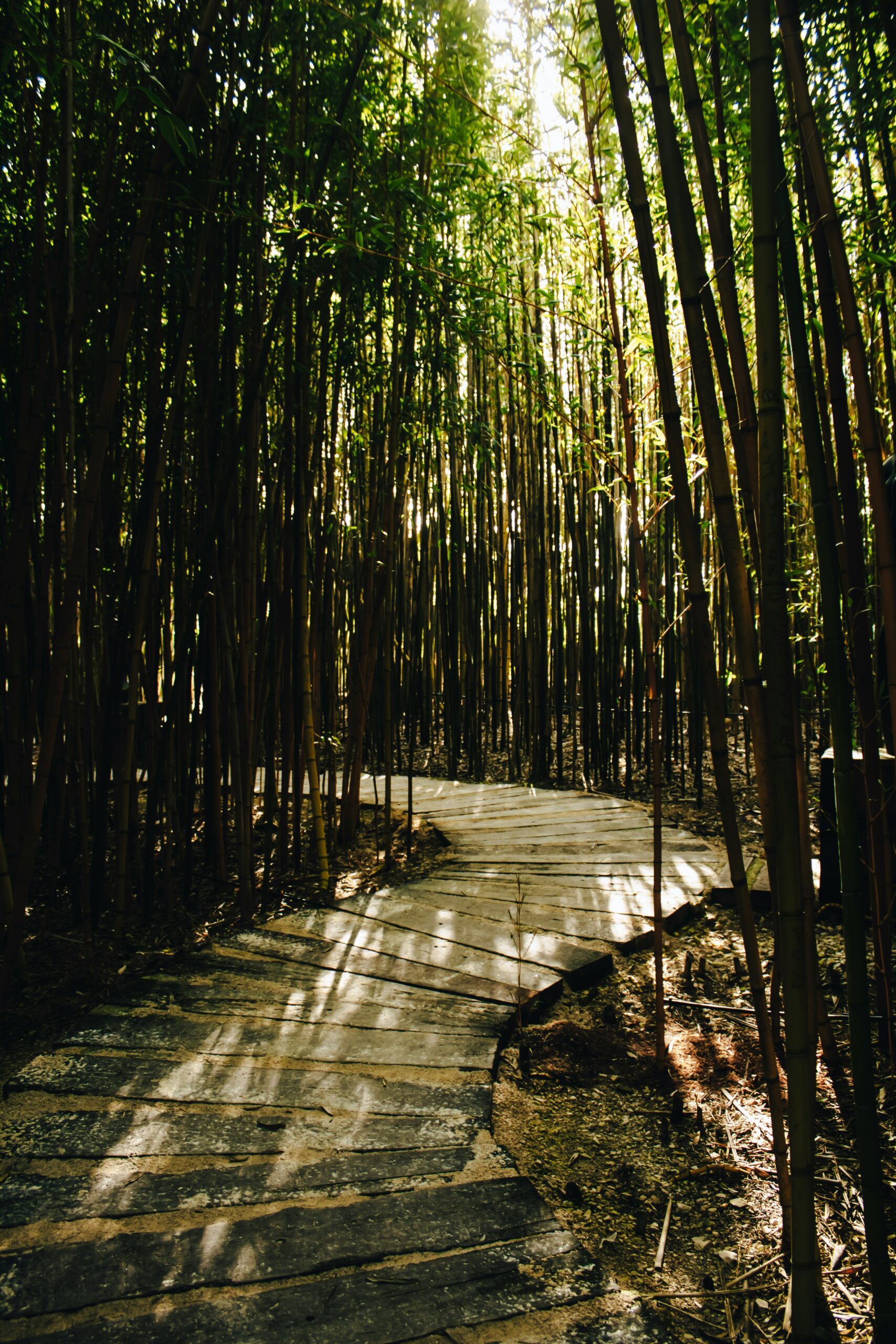 Serene bamboo forest pathway with filtered sunlight, representing the famous Arashiyama bamboo grove for kimono experiences
