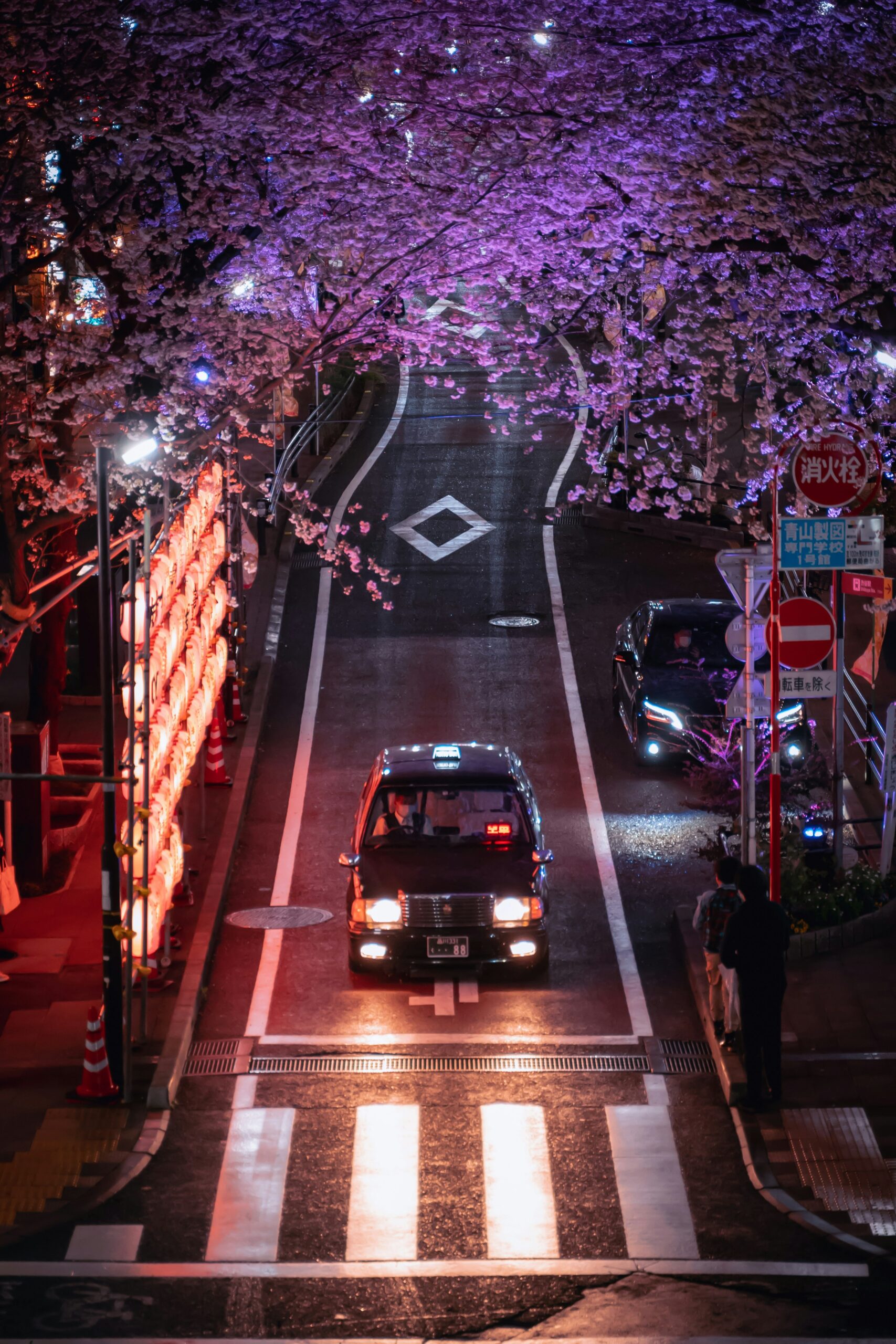 Romantic kimono photoshoot during cherry blossom season in Kyoto with beautiful sakura flowers creating the perfect backdrop for traditional Japanese photography