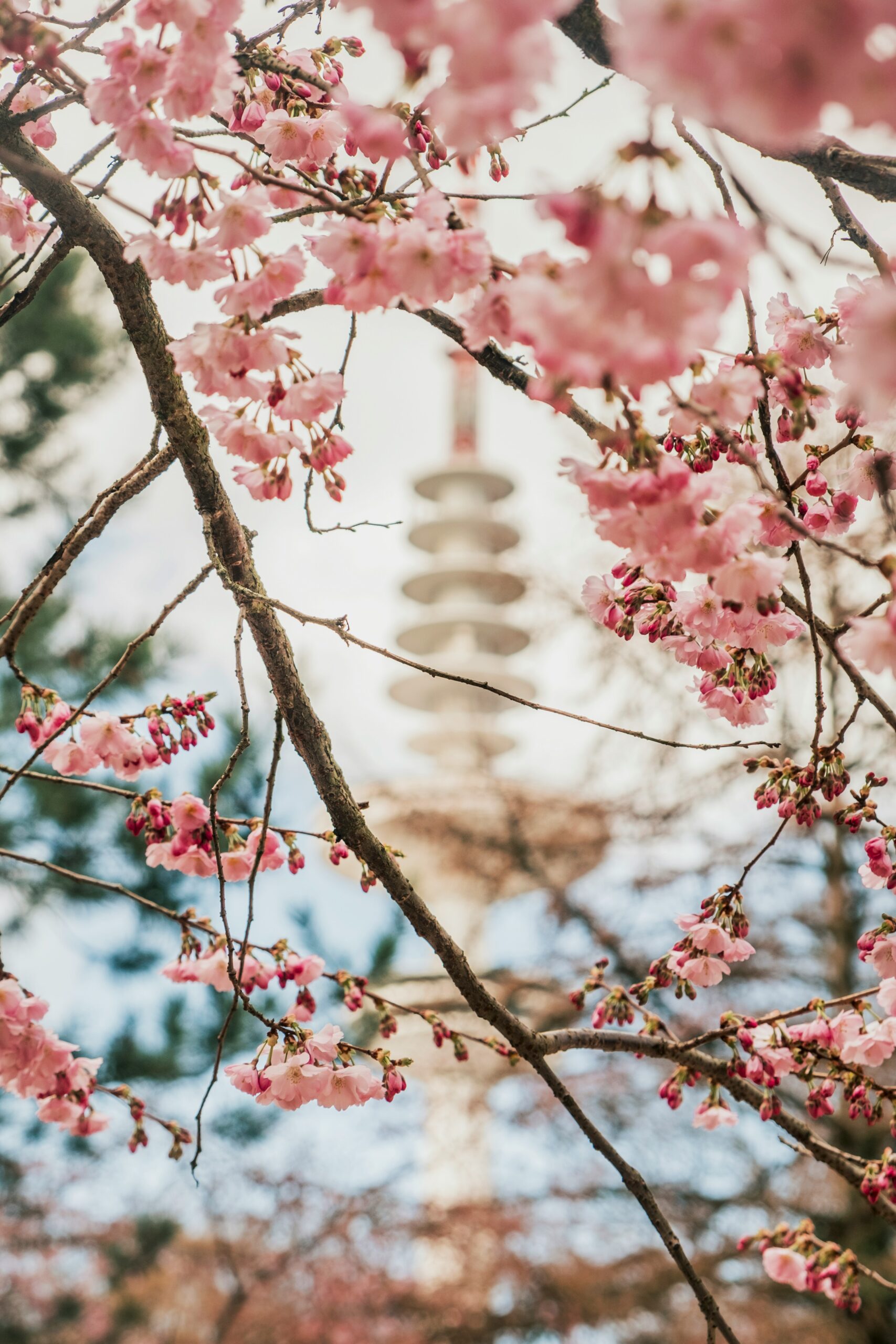Delicate pink cherry blossoms in foreground with traditional Japanese pagoda softly blurred in background