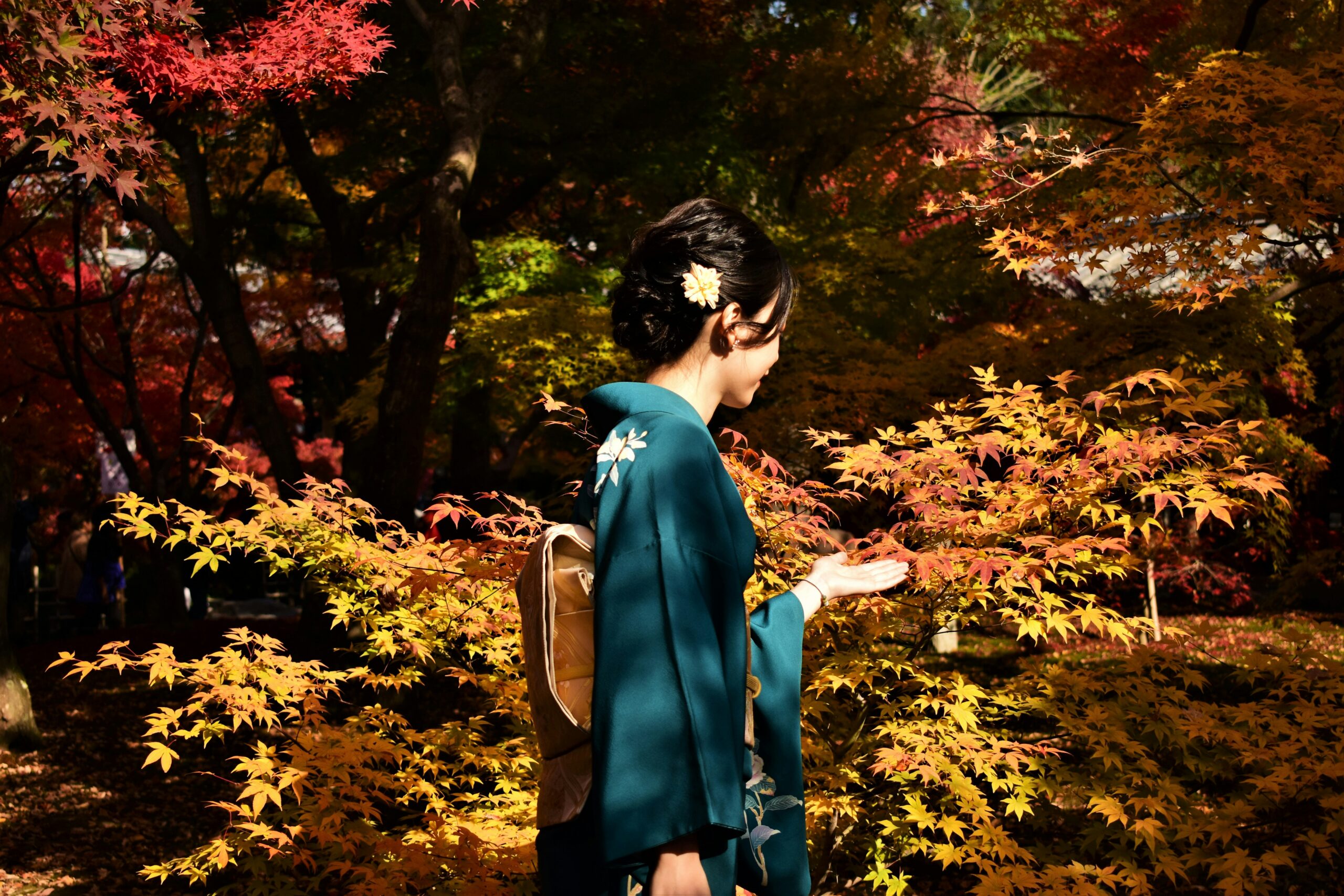 Woman in teal kimono with white floral hair accessory walking through vibrant autumn maple forest with golden and red foliage, perfect for seasonal kimono photography