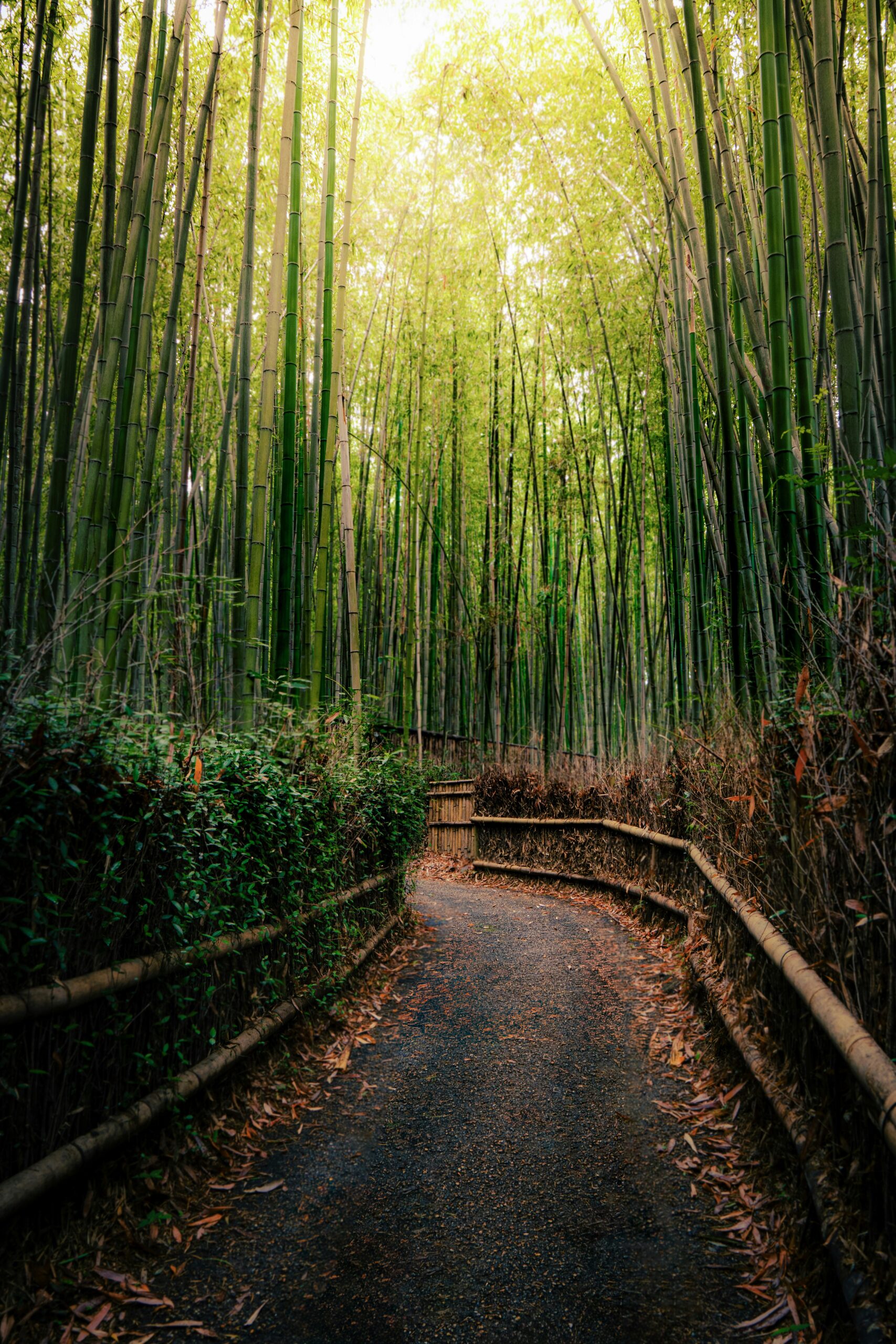 Serene bamboo grove pathway with tall green stalks and natural sunlight filtering through canopy
