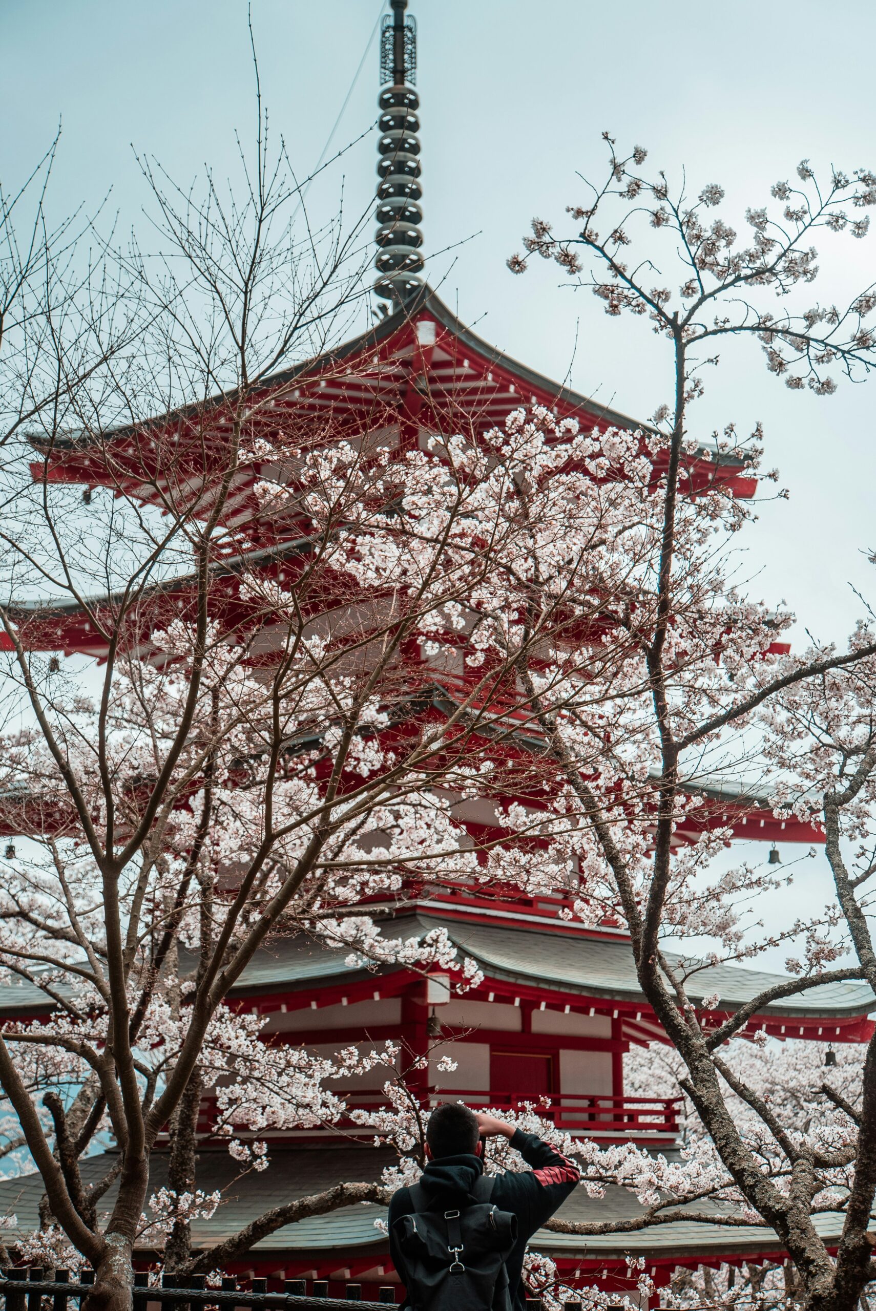 Templo pagoda tradicional roja rodeado de flores de cerezo con un fotógrafo capturando una sesión de kimono de primavera, demostrando técnicas de fotografía estacional.