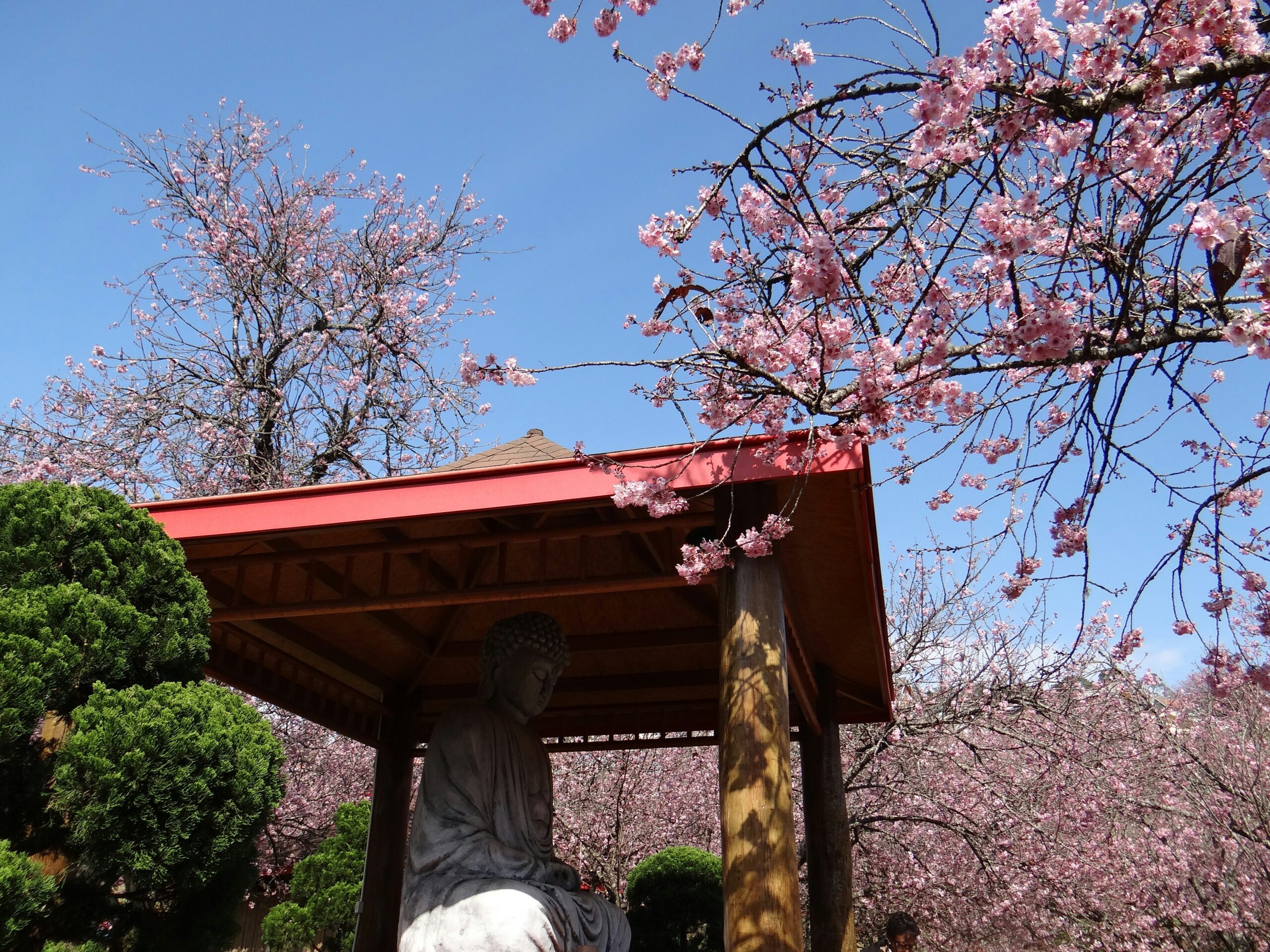 Traditional Higashiyama district in Kyoto with historic wooden buildings, stone-paved streets, and visitors in kimono walking among cherry blossom trees during spring season