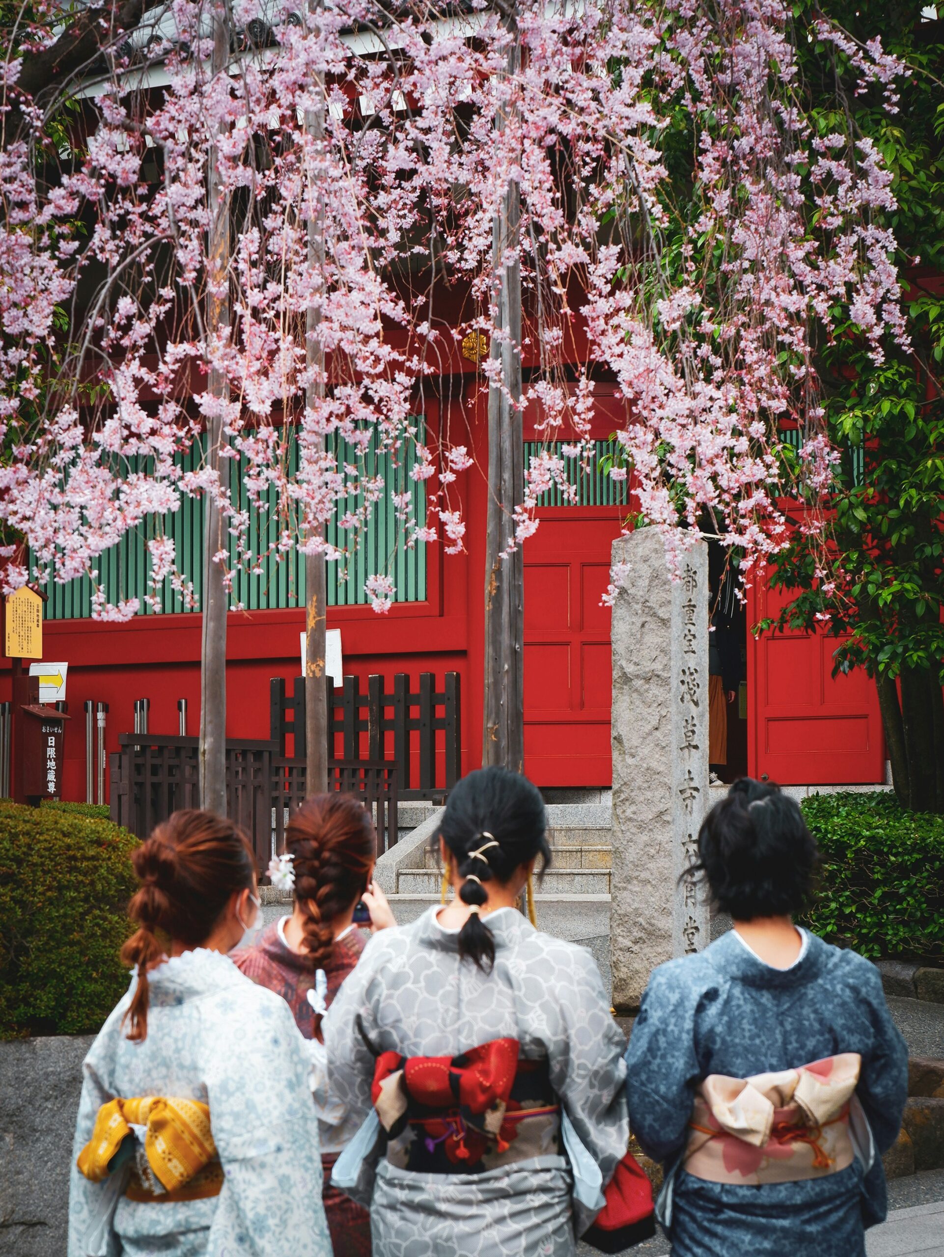 Modern tourists wearing colorful traditional kimono while enjoying cherry blossom season at a Kyoto temple, demonstrating how visitors can experience Japanese culture firsthand during spring hanami