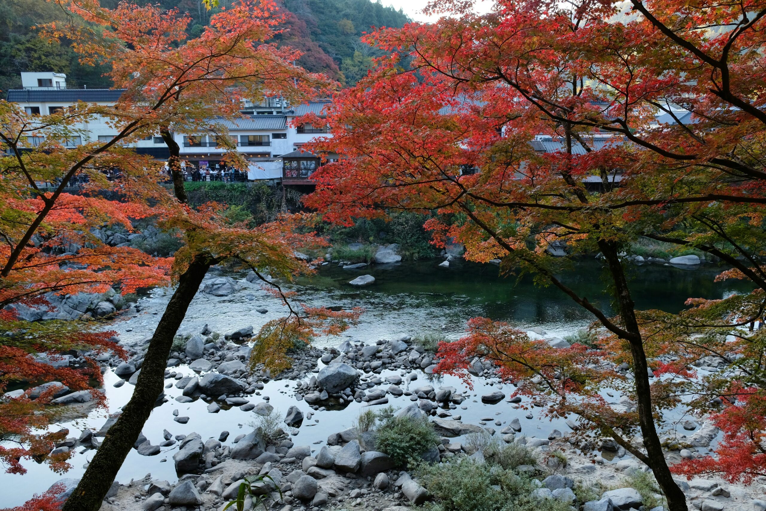 Romantic cherry blossom boat cruise on Okazaki Canal with pink sakura petals creating a natural canopy over peaceful waters