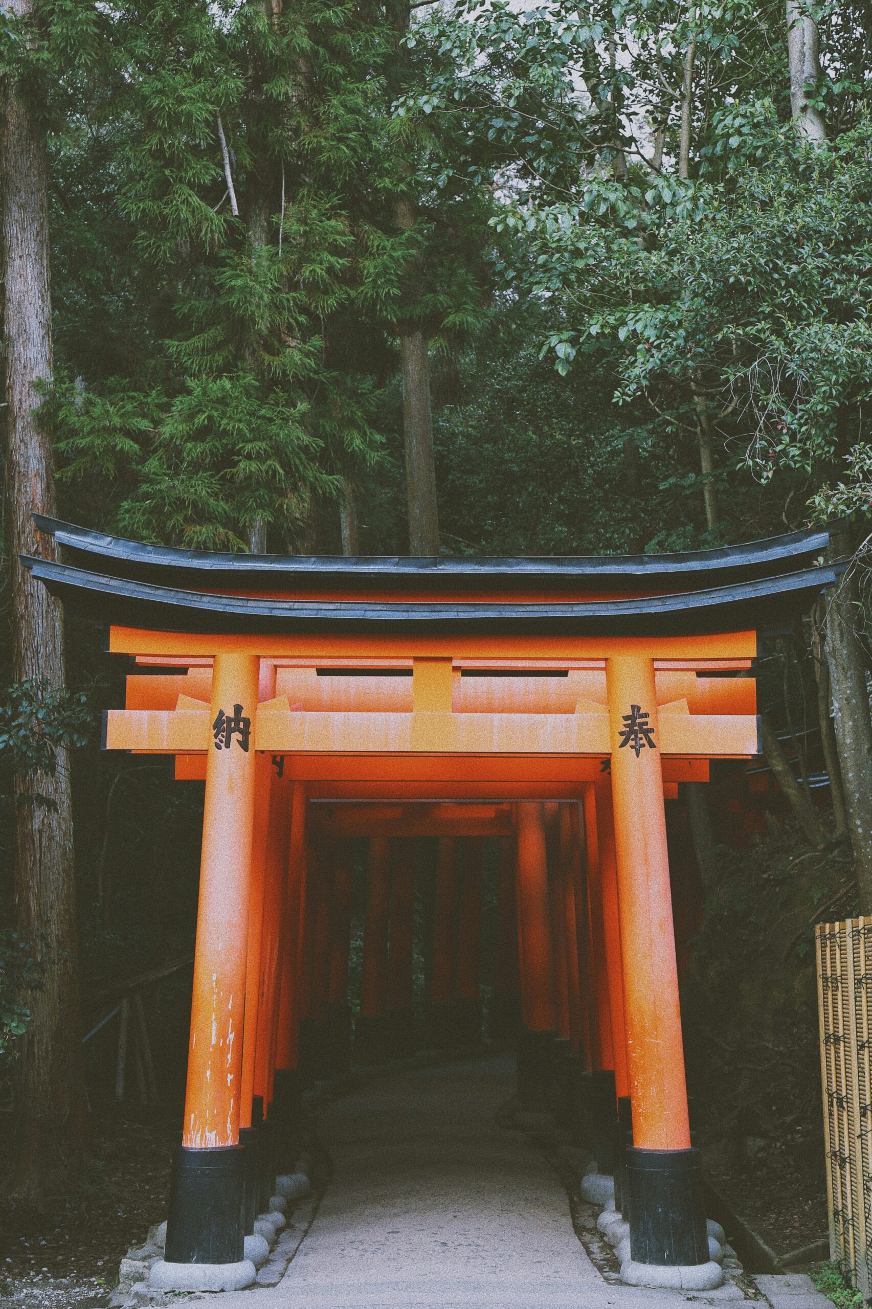 Romantic couple in matching traditional kimonos walking hand in hand through the famous red torii gate tunnel at Fushimi Inari Shrine Kyoto