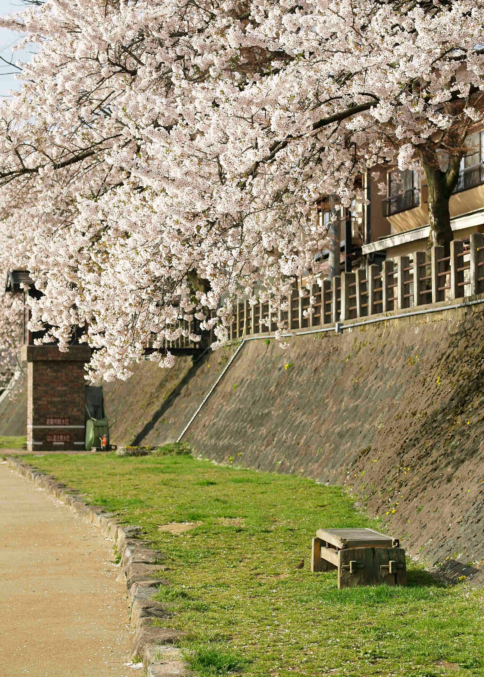 Tourist wearing beautiful Japanese traditional kimono with cherry blossom sakura trees in spring at Kyoto temple Japan perfect Instagram travel photo