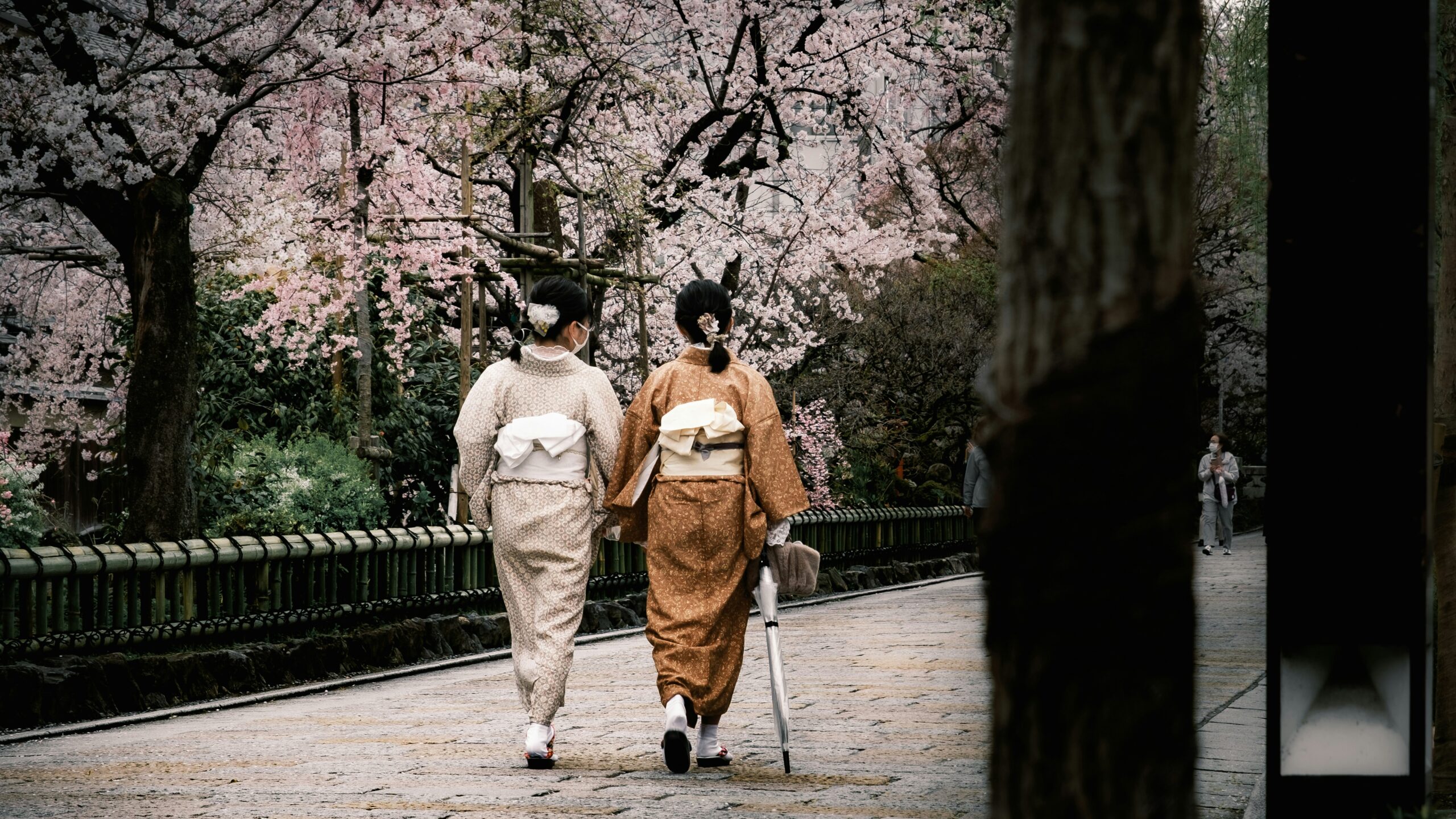 Asian woman in traditional kimono with red umbrella walking through Gion district at night during cherry blossom season in Kyoto