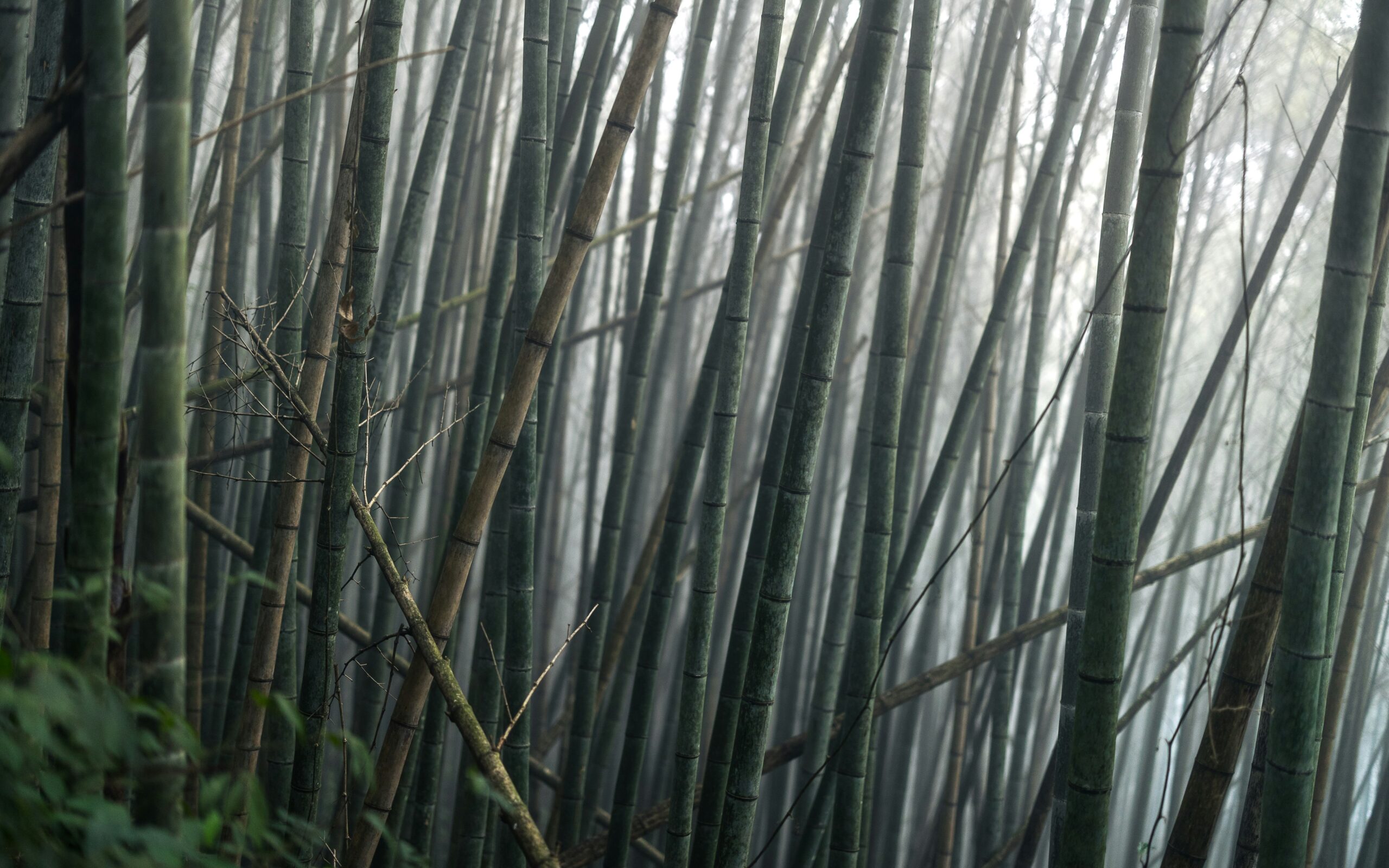 Arashiyama bamboo forest grove in misty morning rain with green bamboo stalks creating serene mystical atmosphere in Kyoto