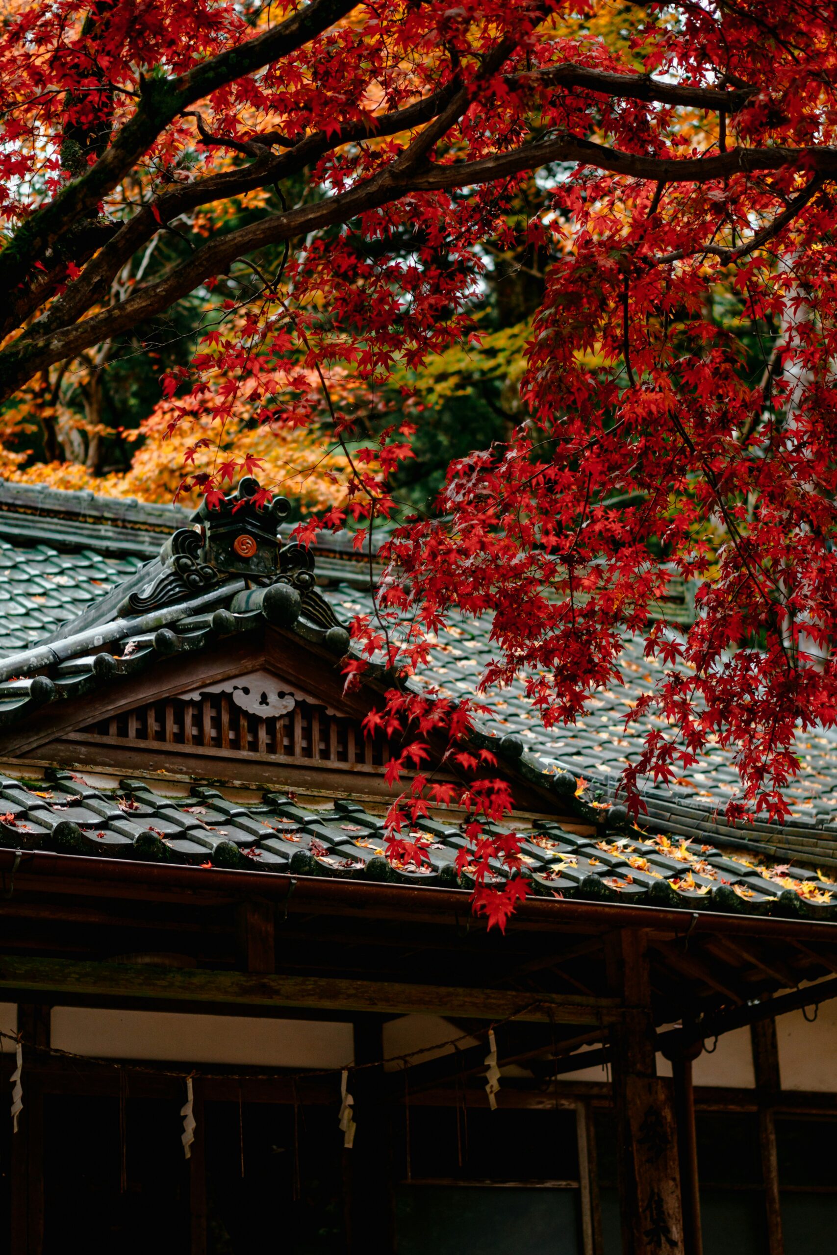 Kyoto temple during cherry blossom season with pink sakura blooms, traditional temple architecture, and spring atmosphere perfect for kimono photography