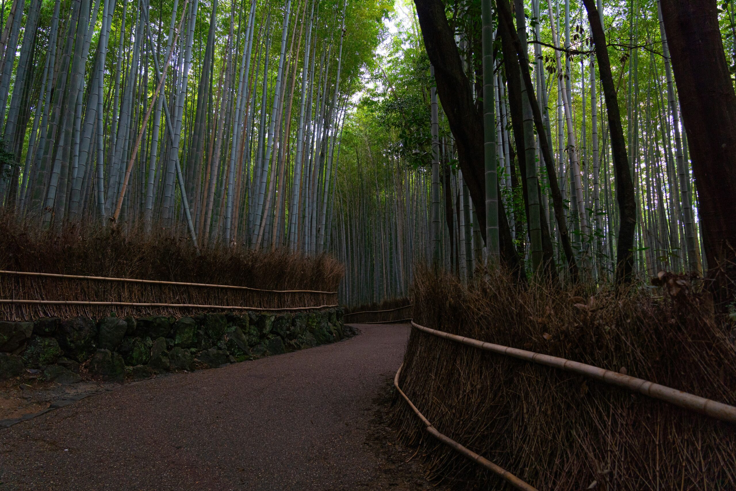 Romantic pathway through bamboo forest illuminated by traditional paper lanterns during Arashiyama Hanatouro light festival in Kyoto