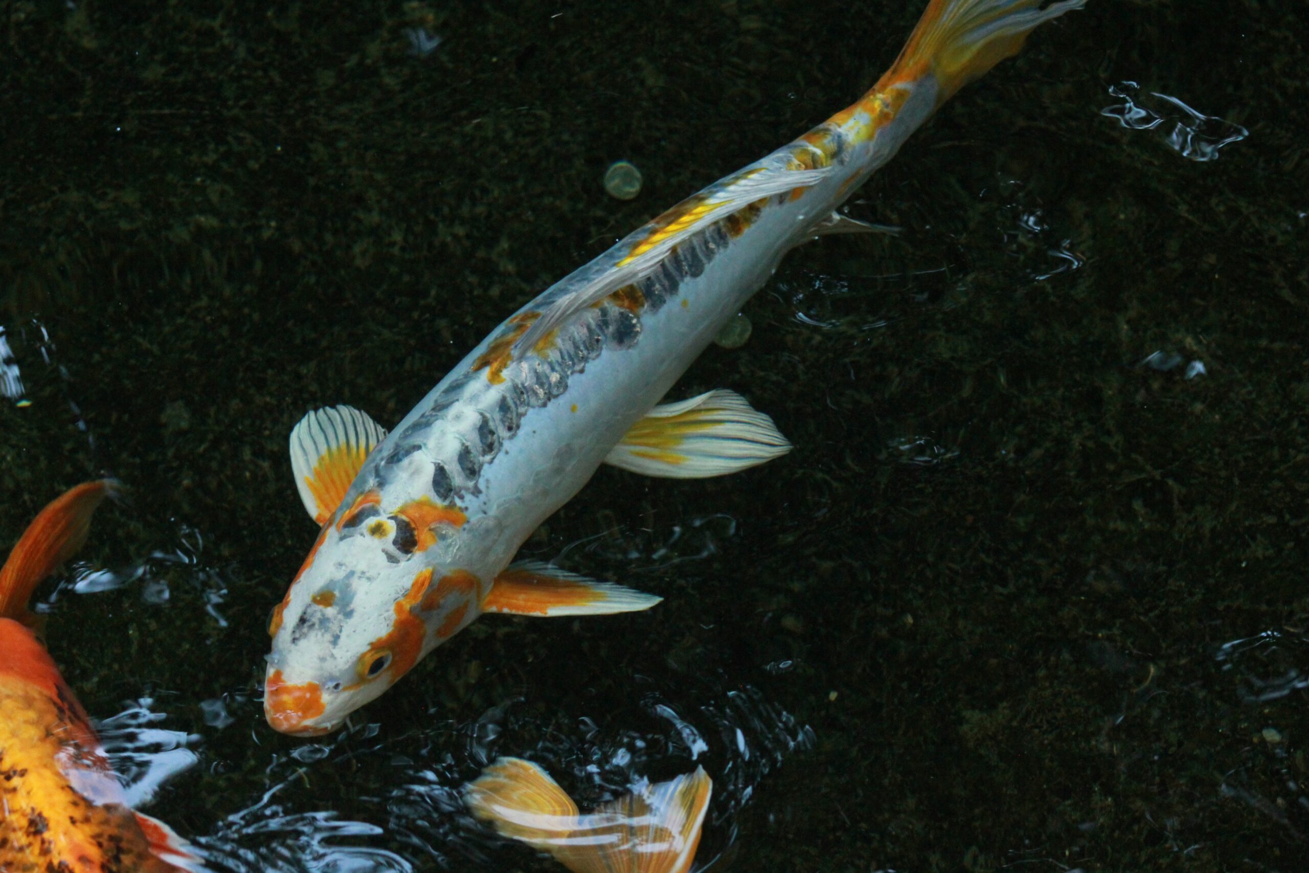 Colorful koi fish swimming gracefully in a serene Japanese garden pond with vibrant orange white and black patterns creating a mesmerizing display of living jewels