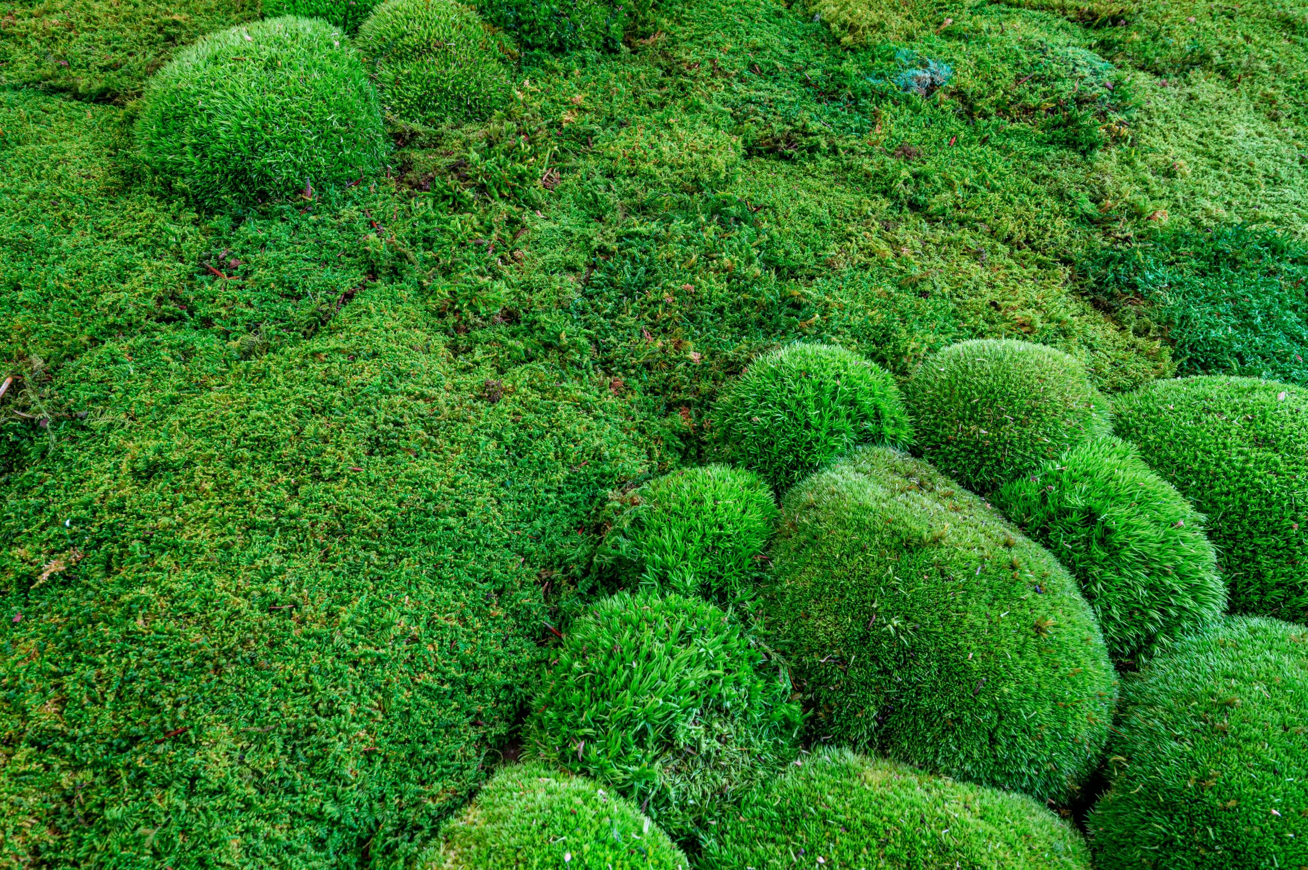 Lush green moss garden at Saiho-ji temple in Kyoto with vibrant moss carpet covering the ground and peaceful pond surrounded by trees