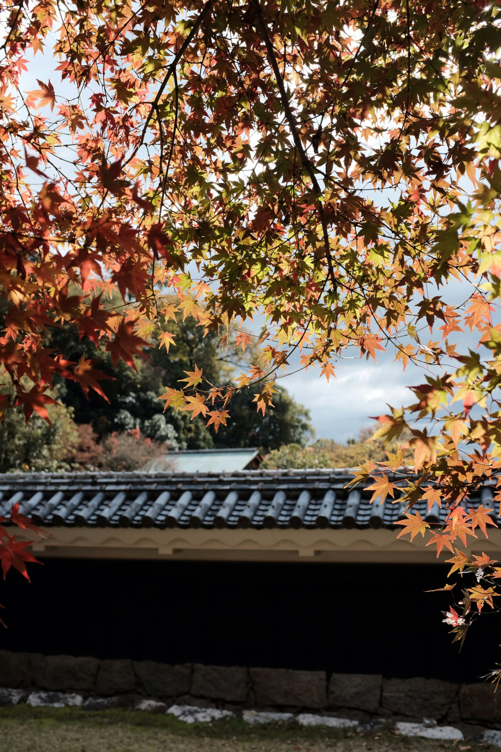 Kyoto autumn foliage with vibrant red and gold maple leaves, temple grounds, and fall colors ideal for kimono photo sessions