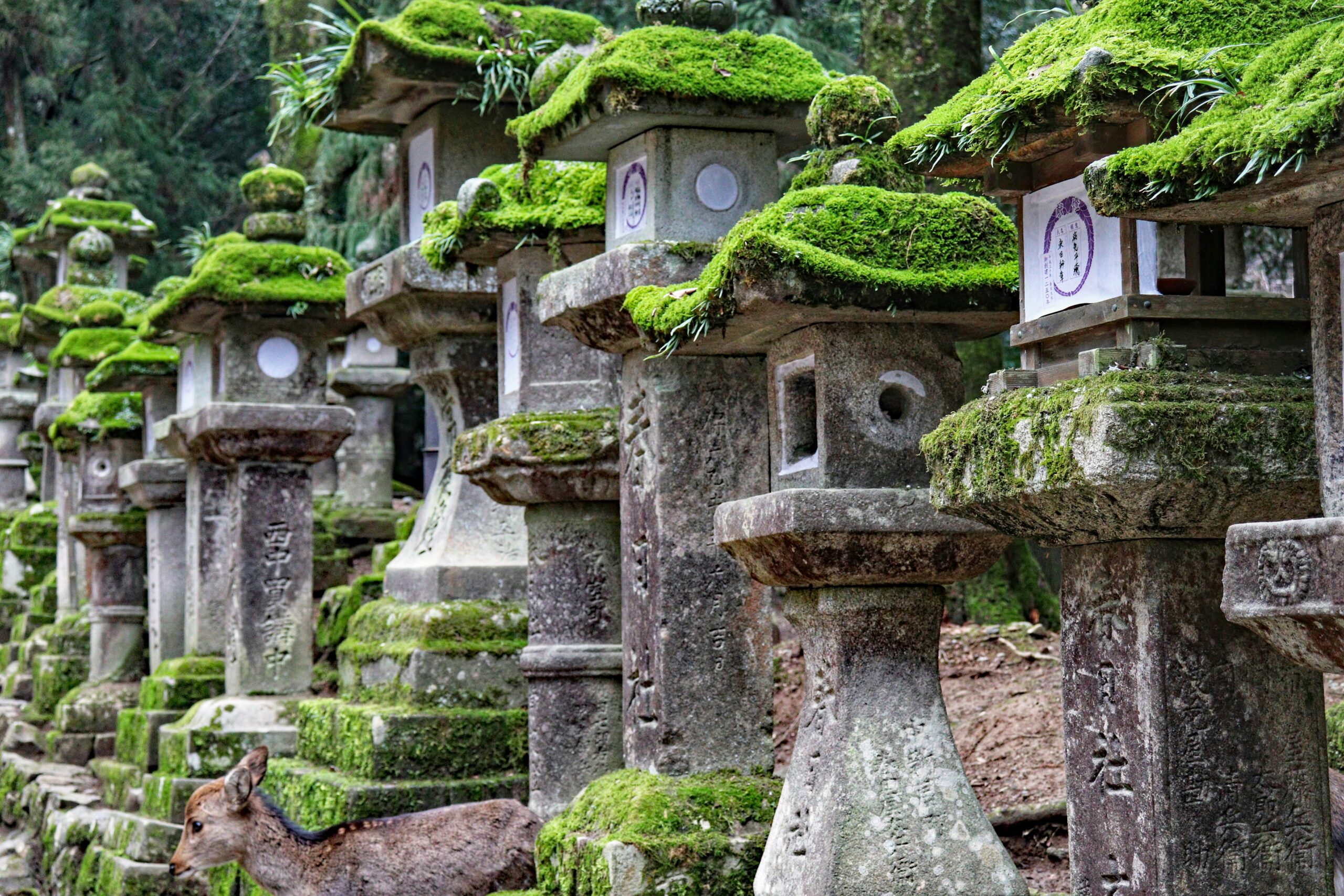 Adashino Nenbutsu-ji temple in Kyoto with thousands of moss-covered stone Buddhist statues creating sacred spiritual atmosphere in Arashiyama