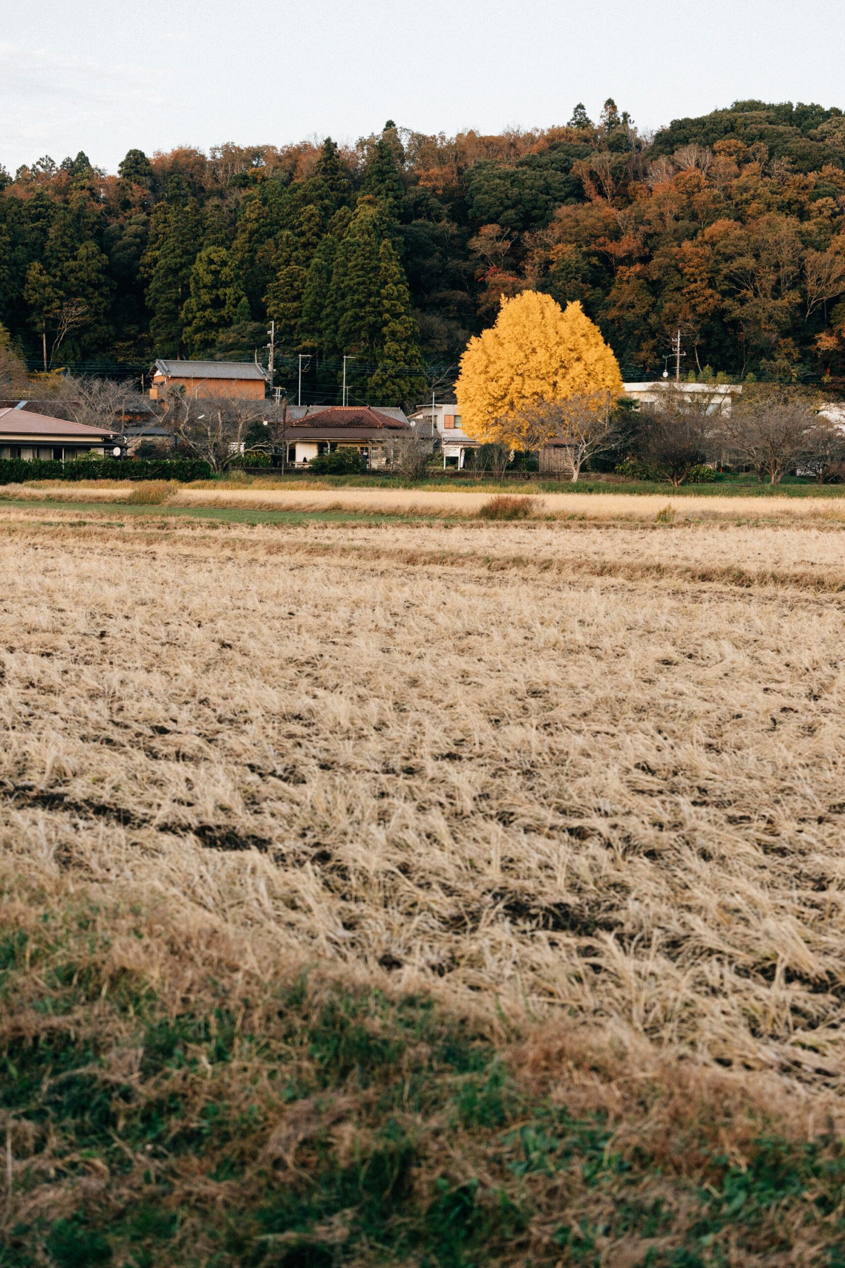 京都乡村，一位身着传统和服、头戴草帽的日本女子，在日落时分的金色麦田中，站在京都乡村的麦田里，此时正值丰收季节。