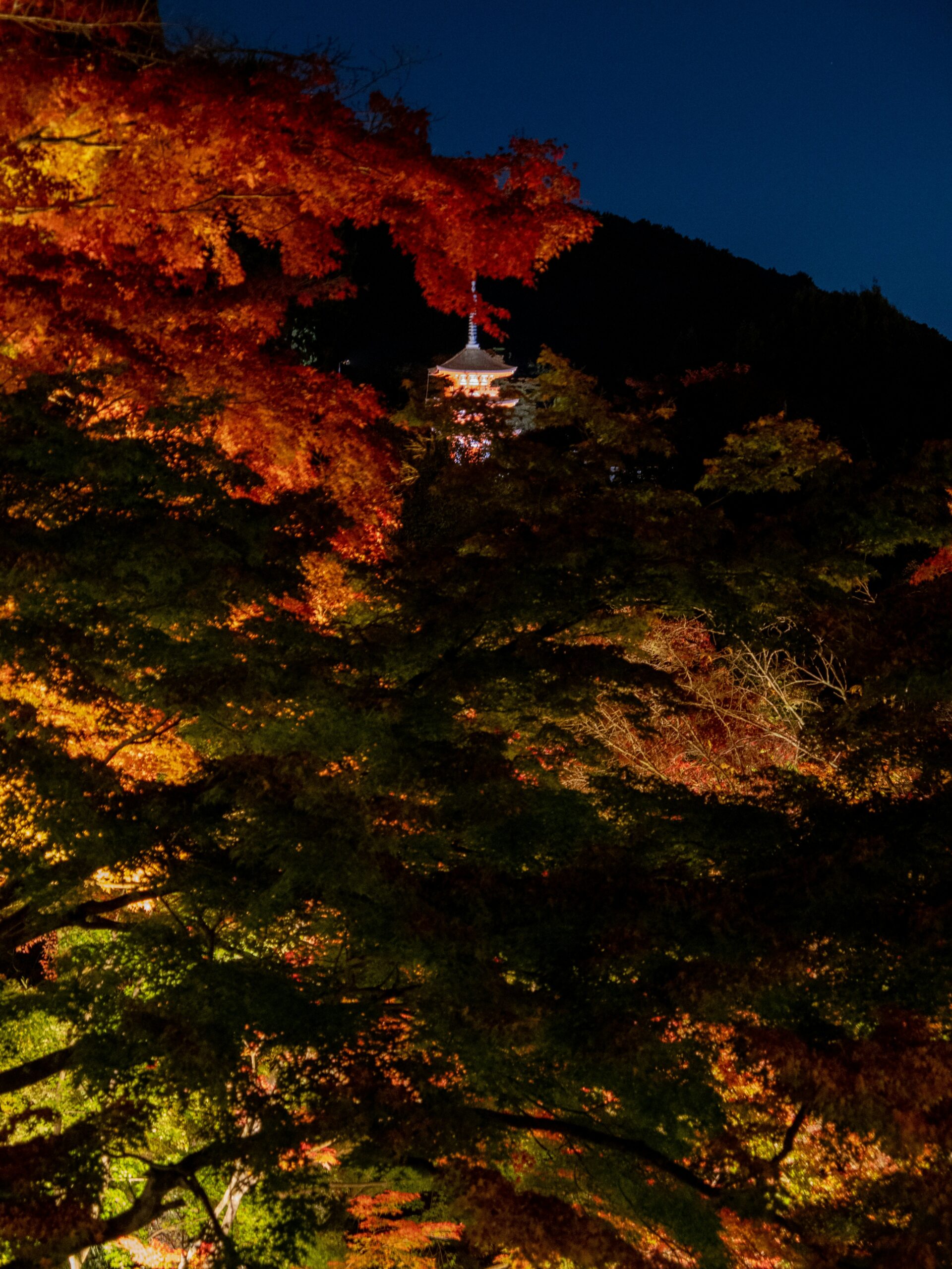 Kiyomizu-dera Temple wooden stage illuminated at night with vibrant autumn maple foliage during fall evening light-up in Kyoto Japan