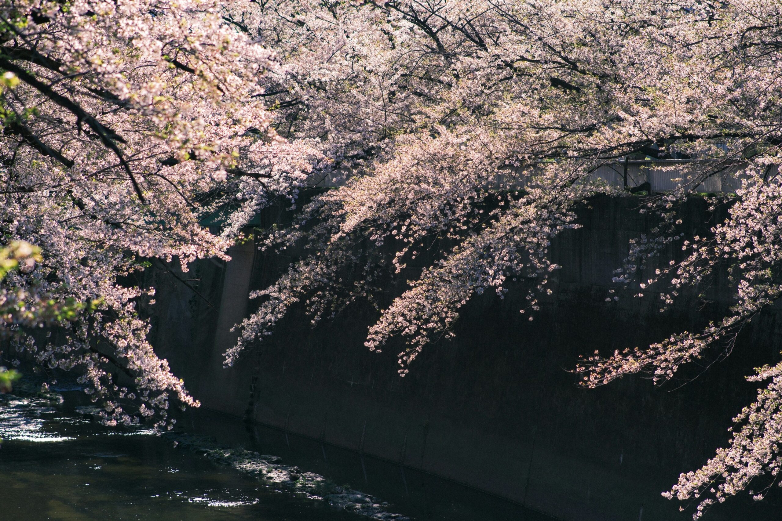 Professional kimono photoshoot of couple under cherry blossoms in Kyoto Japan capturing traditional Japanese elegance