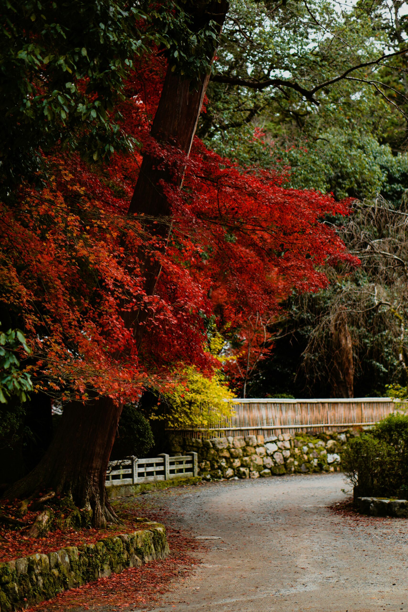 Japanese woman in elegant traditional kimono standing beneath vibrant red and orange autumn maple leaves momiji foliage in Kyoto Japan during fall koyo season cultural heritage photography