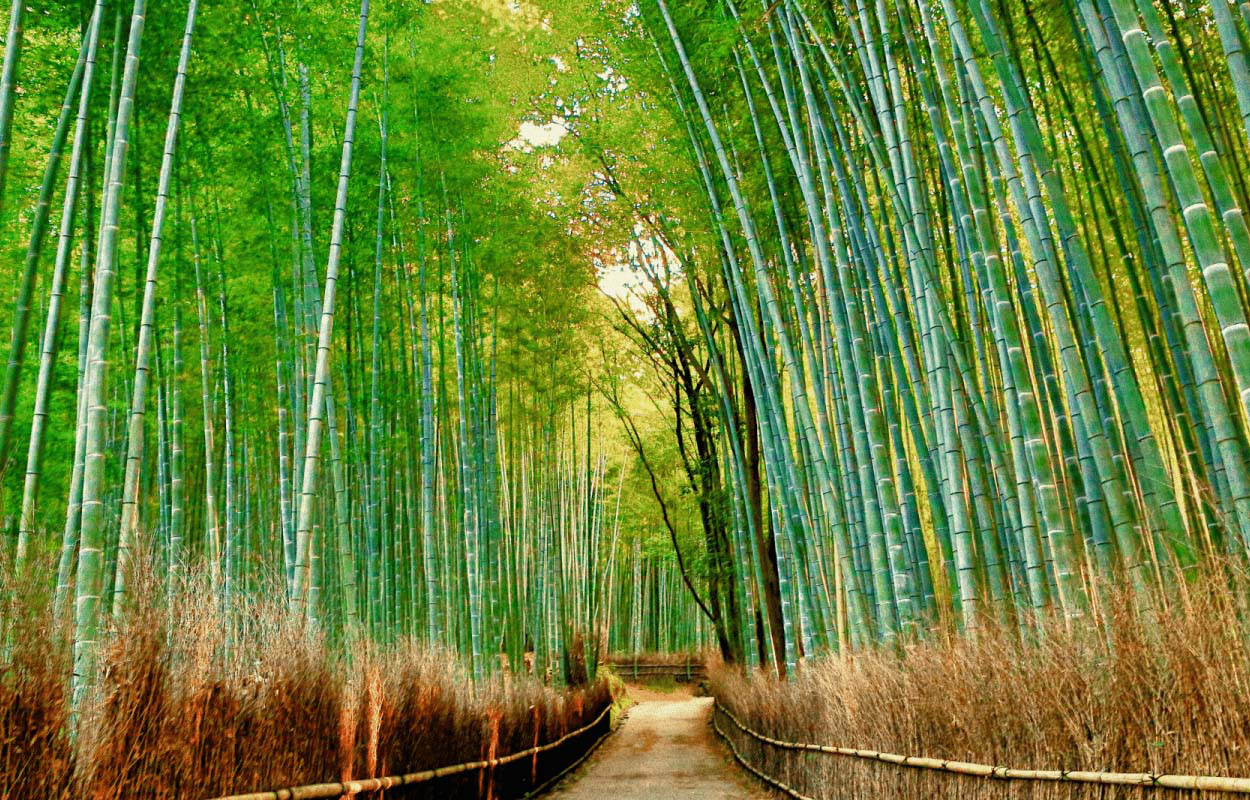 Arashiyama photo