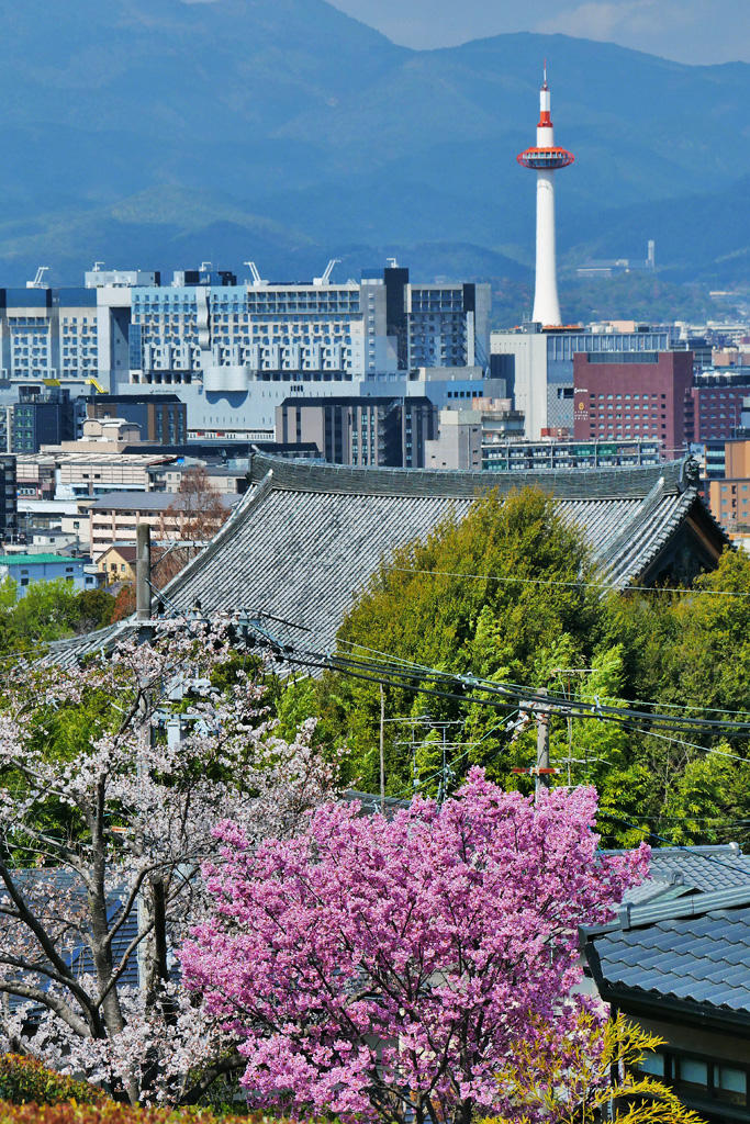 Reasons why personal photography is popular! How to arrange a photographer in Kyoto and the market price