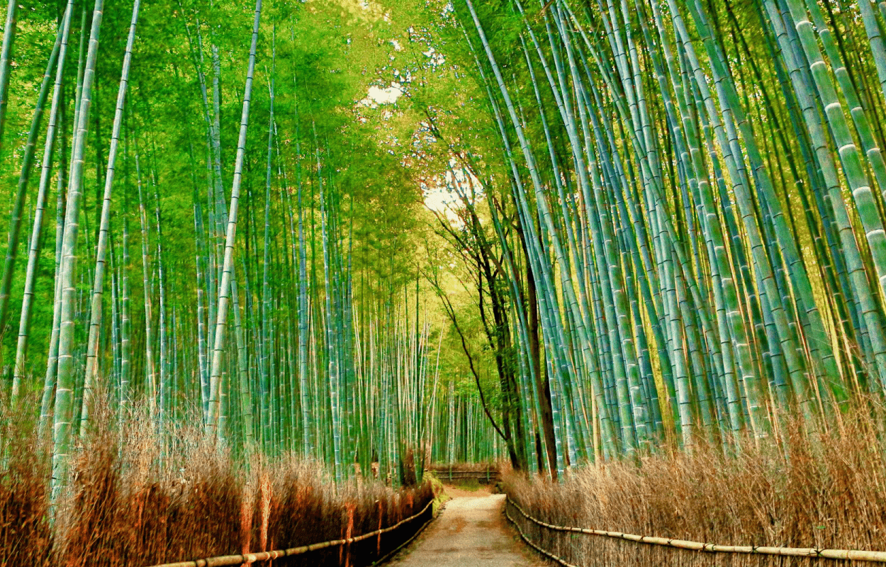 Arashiyama photo